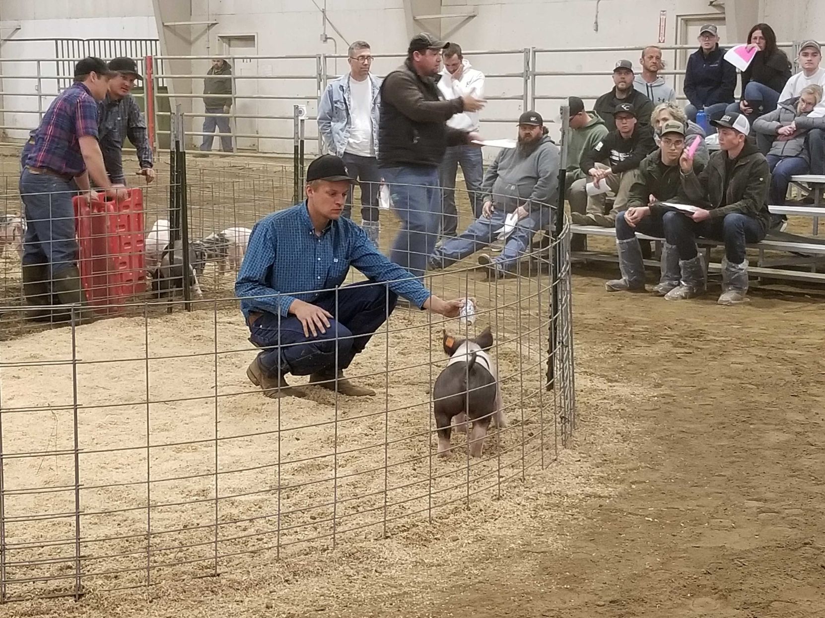 pig auction